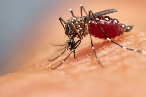 A dengue é transmitida pela picada da fêmea de <i>Aedes aegypti</i> portadora do vírus.