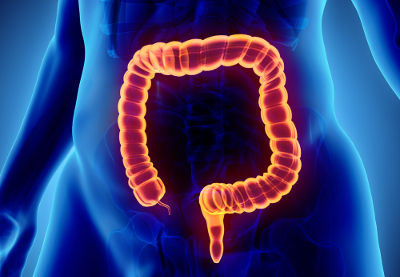 O intestino grosso é a porção final do sistema digestório