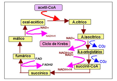 O ciclo de Krebs é a segunda etapa da respiração celular
