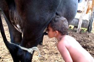 Uma das formas de transmissão da febre aftosa humana é através da ingestão do leite de um animal acometido, sem ter sido previamente fervido ou pasteu