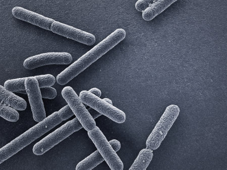 As bactérias estão incluídas no Domínio Bacteria