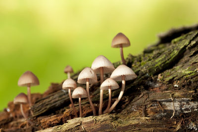 Os cogumelos do gênero Psilocybe apresentam substâncias alucinógenas