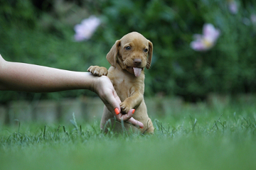 Cachorros e humanos são mamíferos e, portanto, estão na mesma classe