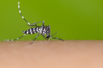 A febre chikungunya é transmitida por mosquitos do gênero <i>Aedes</i>