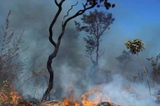 As queimadas provocam um profundo desequilíbrio ambiental.