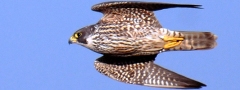 Falcão-peregrino (<i>Falco peregrinus</i>): animal voador mais veloz do mundo.