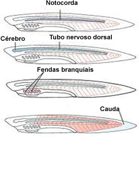 Os cordados têm como representantes mais conhecidos os peixes, anfíbios, répteis, aves e mamíferos