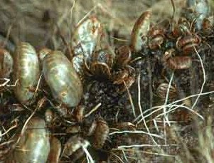 Carrapato: um ectoparasita de animais domésticos e também do homem.