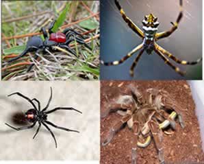 No mundo todo, são conhecidas 32 mil espécies de aranhas
