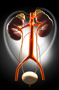 O sistema urinário é responsável por eliminar substâncias tóxicas ou em excesso em nosso corpo