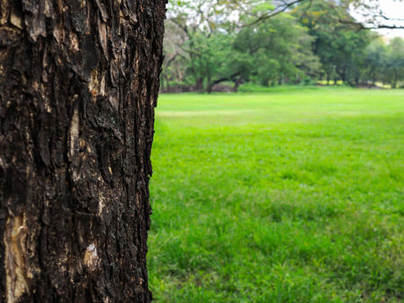 A periderme é formada por um conjunto de tecidos: súber, felogênio e feloderme