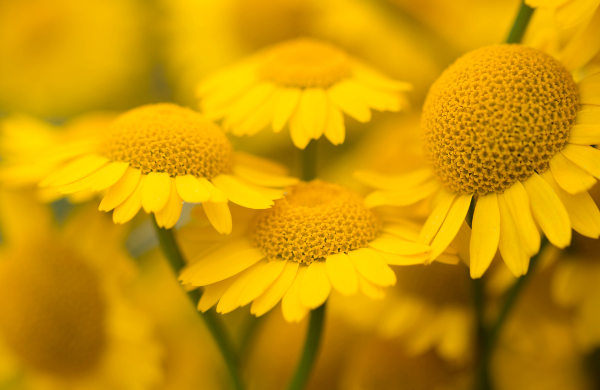 A maior família de eudicotiledônea é a família Asteraceae, que apresenta as margaridas como representantes.