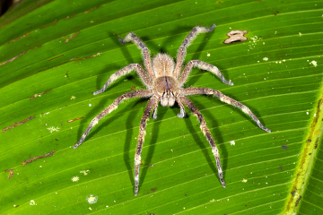 As aranhas do gênero Phoneutria são responsáveis por um grande número de acidentes no Brasil