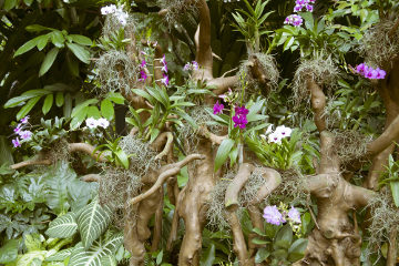 As orquídeas são exemplos de plantas epífitas, ou seja, que vivem sobre outras plantas