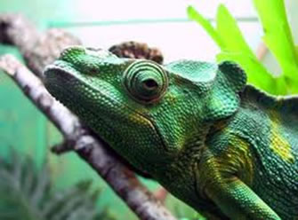 O camaleão é um animal que não utiliza a mudança de cor apenas para se camuflar