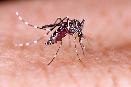 <i>Aedes aegypti</i>: o transmissor do vírus da febre amarela nas cidades.