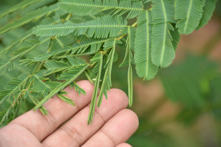 A planta sensitiva apresenta a capacidade de responder ao toque