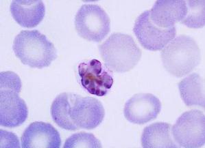 Plasmodium em uma hemácia