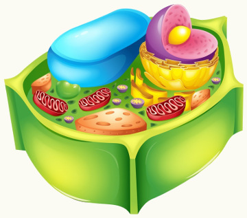 Externamente à membrana plasmática, está a parede celular na célula vegetal