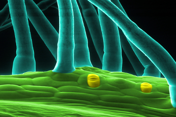 Observe a epiderme com tricomas e estômatos, estruturas relacionadas com proteção e trocas gasosas, respectivamente