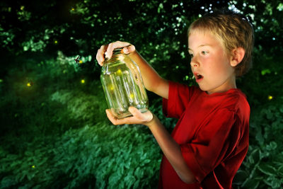 Os vaga-lumes são insetos bastante conhecidos por sua bioluminescência