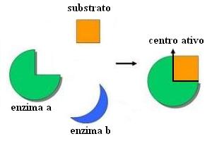 Esquema genérico do modelo chave-fechadura. O local de “encaixe”, nas enzimas, é chamado de centro ativo.