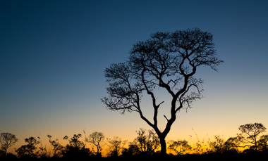 Paisagem típica do Cerrado. Na frente da imagem, um Ipê
