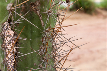 Os espinhos das cactáceas possuem origem foliar