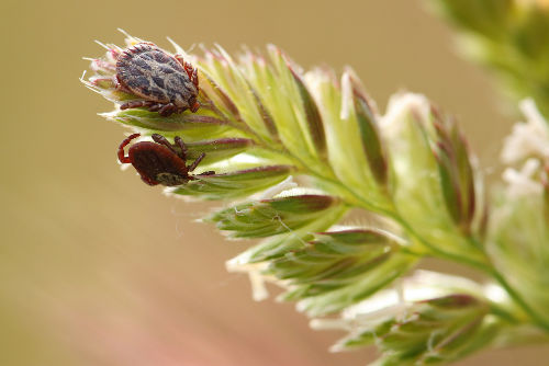 O carrapato Amblyomma cajennense é um importante vetor e reservatório da bactéria do gênero Rickettsia
