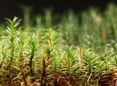 As plantas reproduzem-se por alternância de gerações.