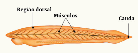 Estrutura do corpo de um anfioxo