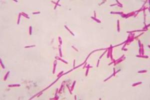 Alimentos enlatados, contaminados por bactérias (Clostridium botulinum).