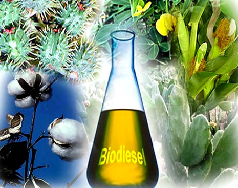 Os óleos dos vegetais mostrados na figura (mamona, algodão, amendoim, milho e palma) podem ser utilizados para a produção do biodiesel