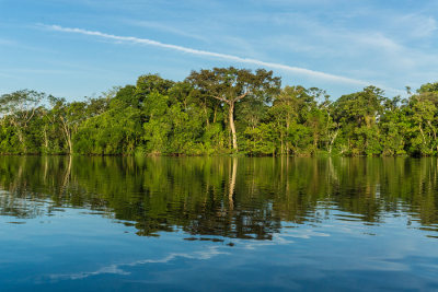 As florestas são essenciais econômica e ecologicamente
