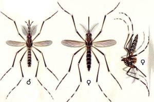 Morfologia do mosquito transmissor da dengue e febre amarela: <i>Aedes aegypti.</i>