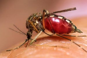 A dengue é transmitida pela picada da fêmea de <i>Aedes aegypti</i> portadora do vírus.
