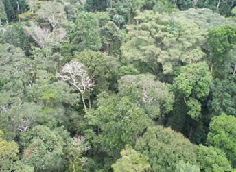 A vegetação é um dos elementos morfoclimáticos