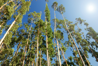 O eucalipto é uma das vegetações que mais emitem hidrocarbonetos não metânicos para a atmosfera