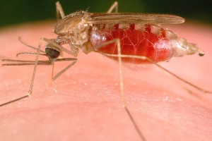 Mosquitos do Gênero Anopheles podem transmitir os parasitas causadores da malária.