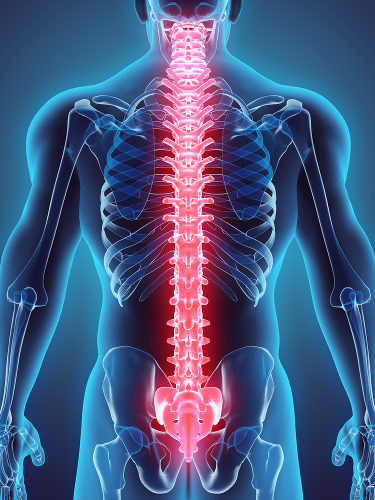A coluna vertebral funciona como um eixo de sustentação