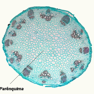 O parênquima é o tecido mais abundante nos vegetais