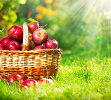 O etileno tem papel fundamental no amadurecimento de frutos