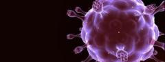 Vírus: ser vivo ou sistema molecular não vivo?