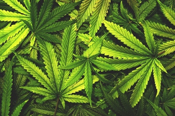 A maconha apresenta componentes que possuem efeitos terapêuticos