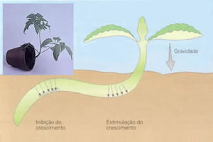A interferência de fatores externos no crescimento dos vegetais.
