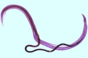 <i>Schistosoma mansoni</i> fêmea inserida, parcialmente, no canal ginecóforo.
