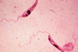 <i>Leishmania brasiliensis</i>.