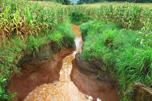 A erosão do solo é mais frequente nas áreas em que a cobertura vegetal foi retirada para atividades de agricultura e pecuária