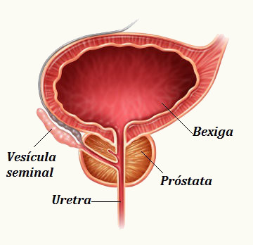 prostata fisiologia pdf