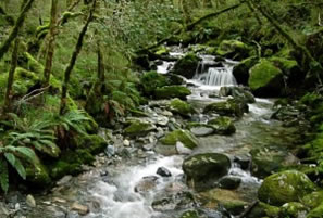 Interior de uma floresta Temperada.